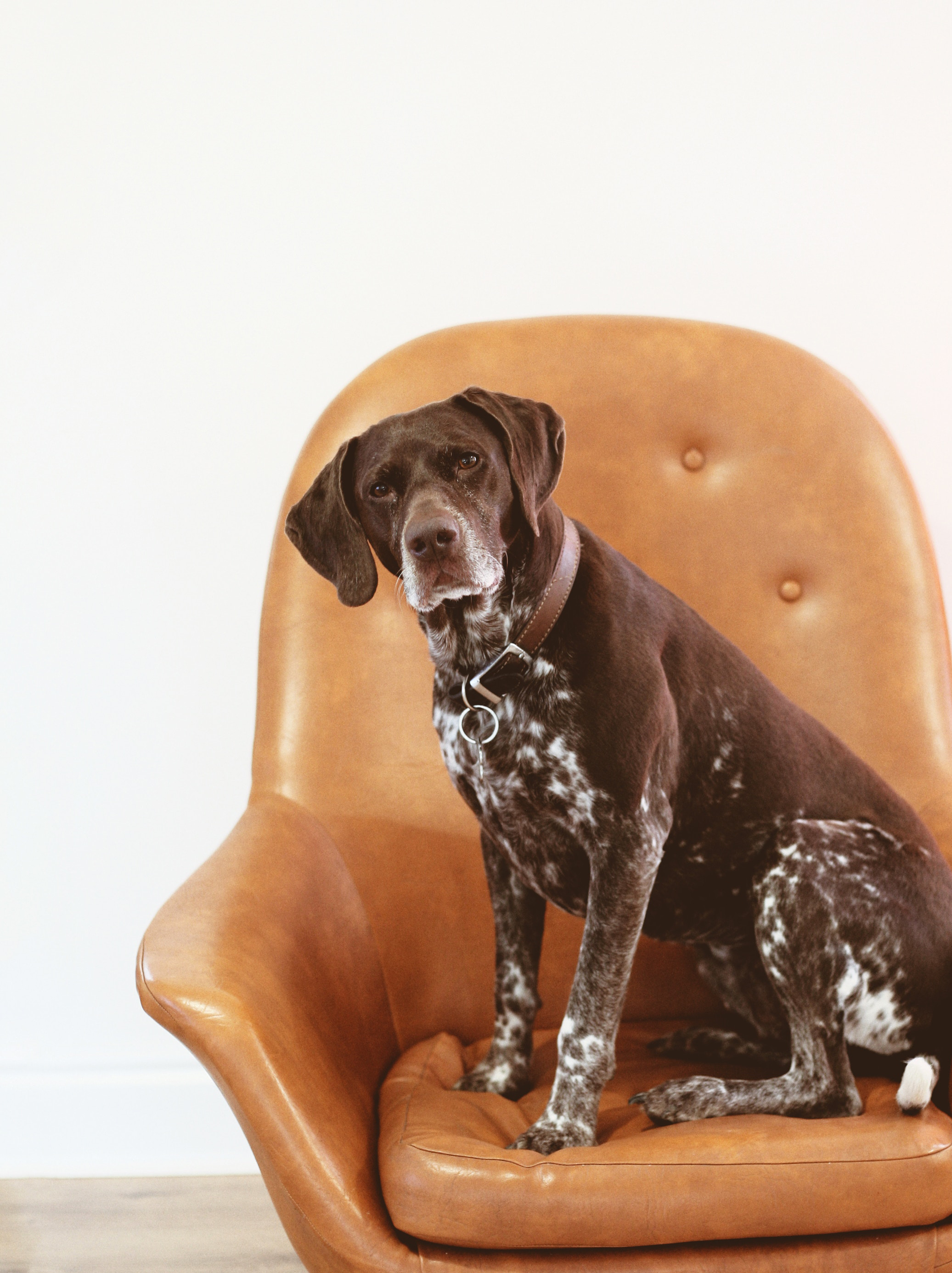 Dog fundraiser for help with vet bills.jpg