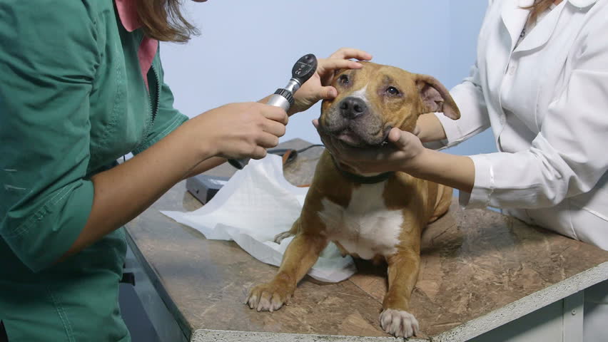 Vet diagnosing poisoned dog.jpg