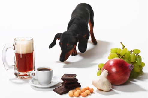 “Suspect your dog has been poisoned?” —Burke Williams