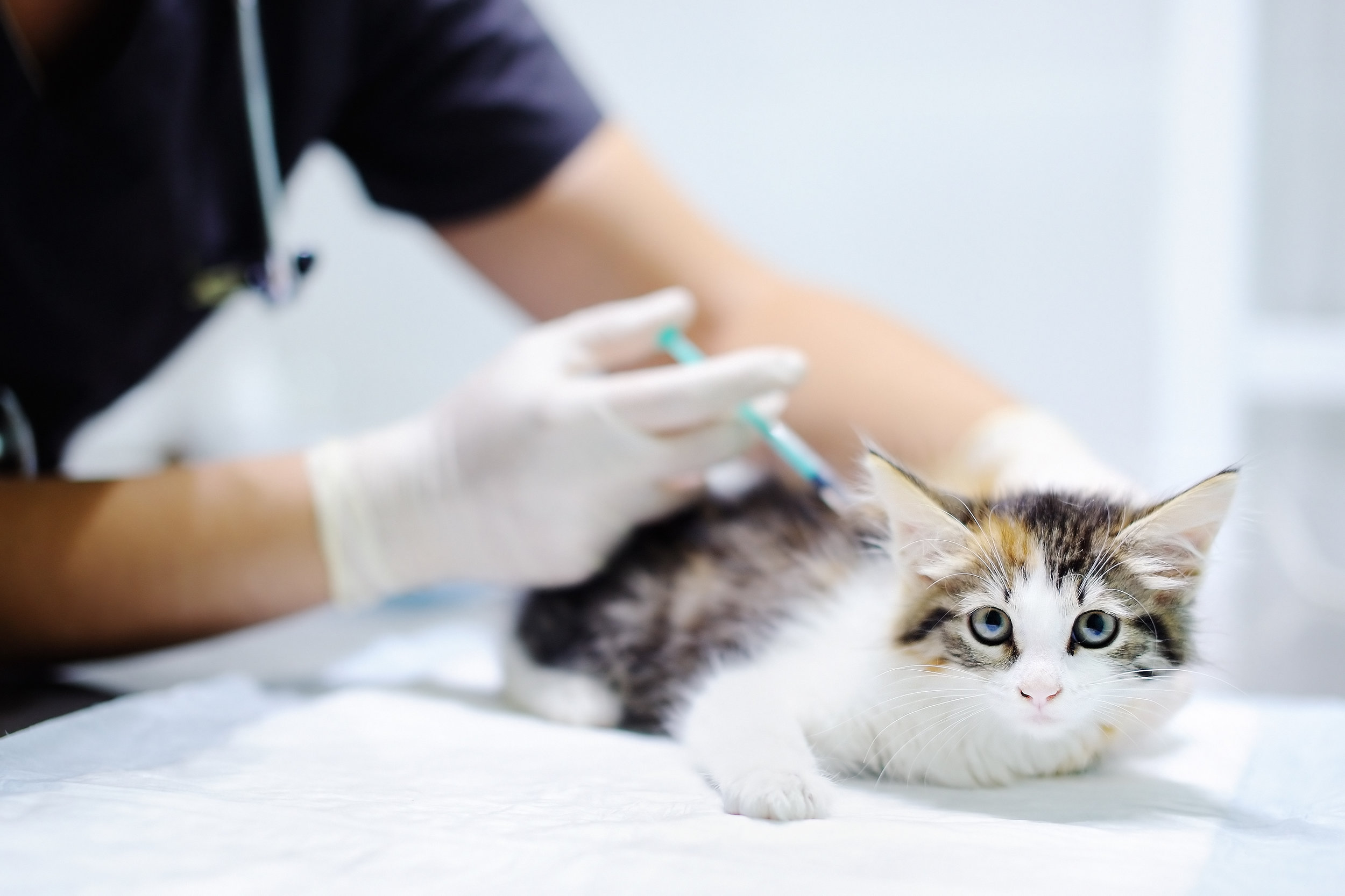 “Managing the Cost of Feline Immunodeficiency Virus (FIV)” —Burke Williams