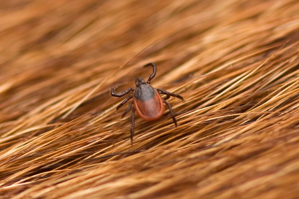 “Dog Lyme Disease Costs” —Matt Martin