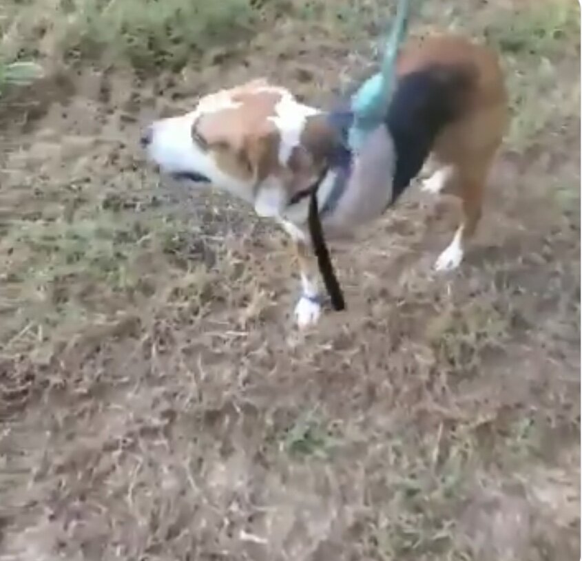 Penelope after her successful fundraising campaign for dog surgery to amputate her paw.jpg