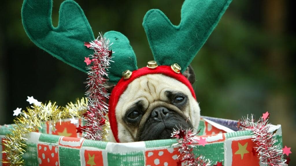 Doggie Christmas Safety.jpeg