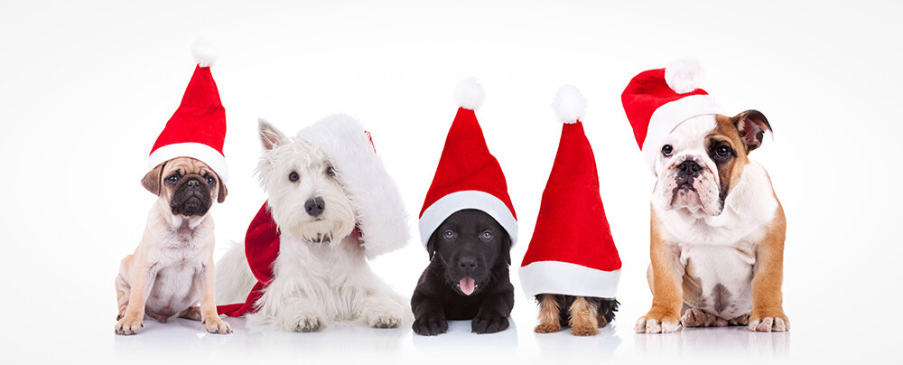 Tips for Holiday Pet Safety.jpg