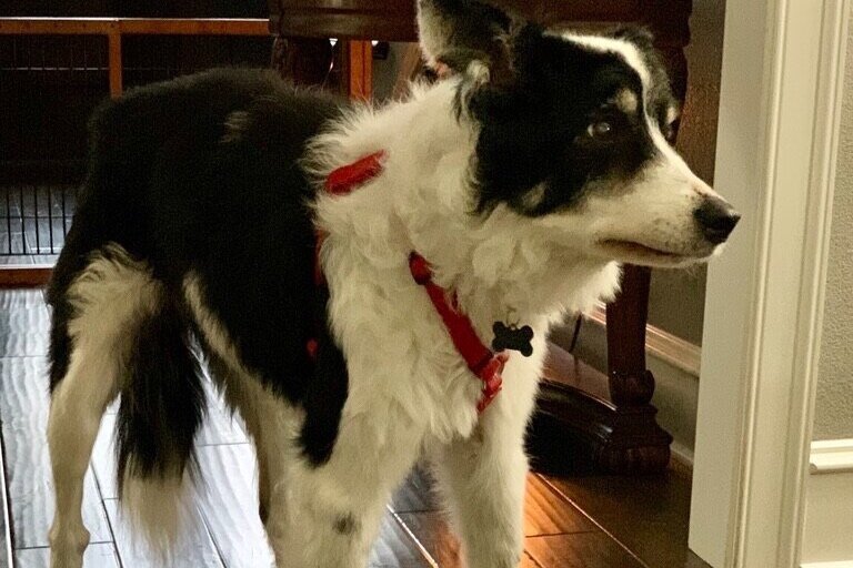 “Caring for an Old or Ailing Pet” —Matt Martin