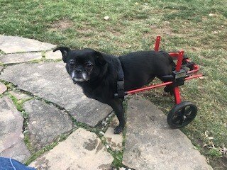Penny the dog in a wheelchair.jpg