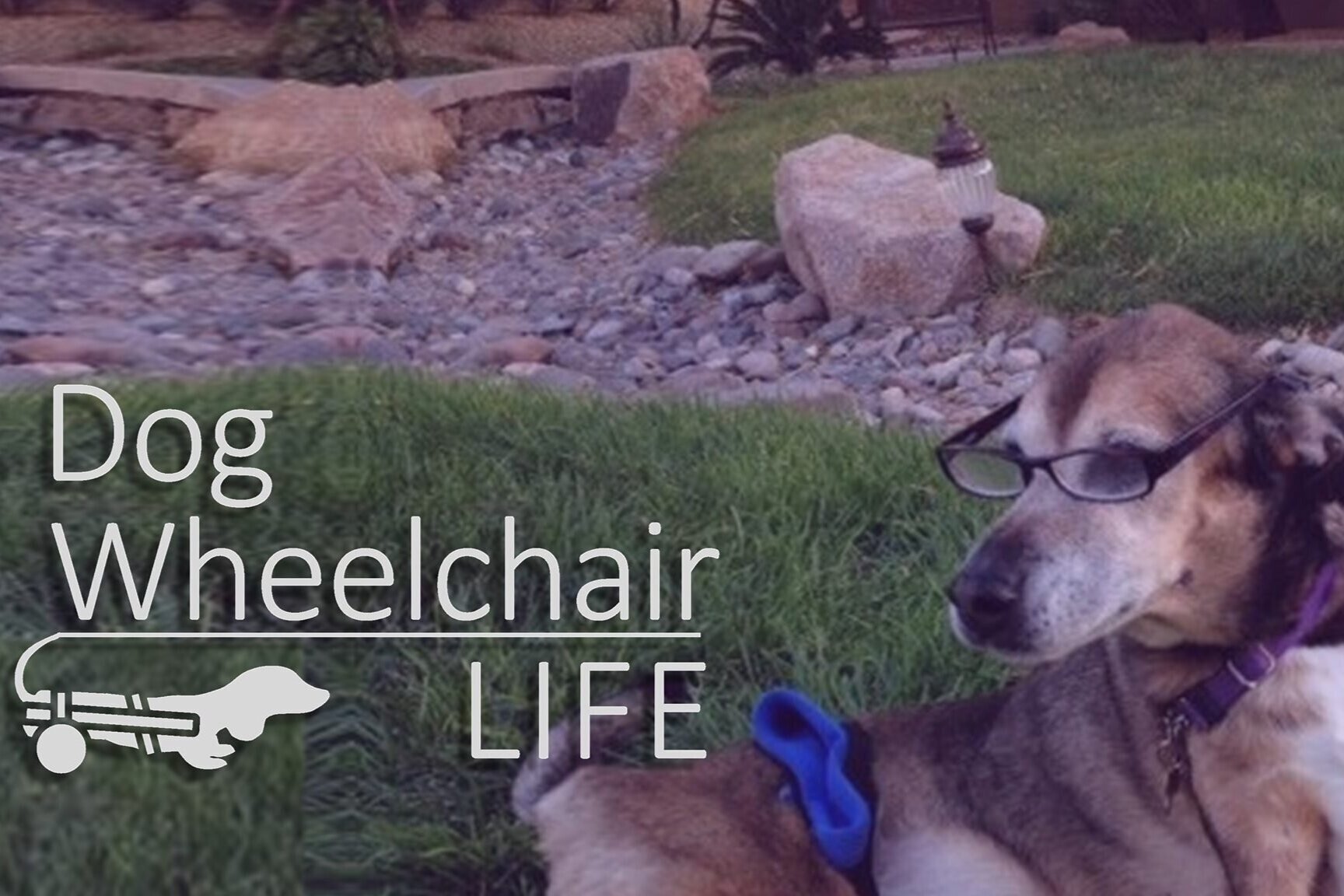 “How To Manage Life with A Paralyzed Dog“ —Sharon Seltzer