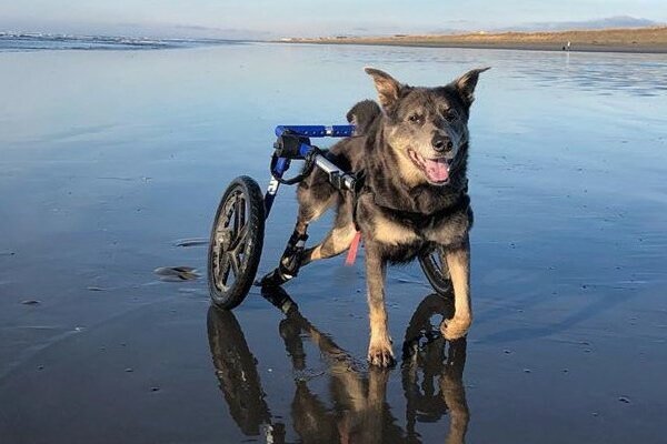 “Caring for Dogs with Limited Mobility” —Matt Martin