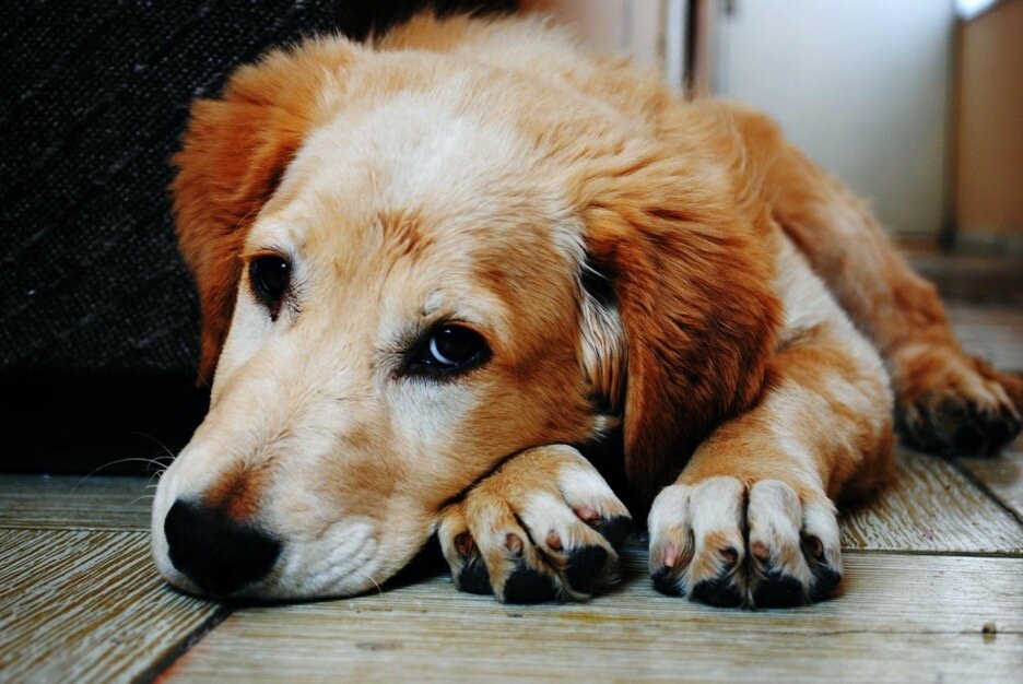 “7 Key Moving Tips for Pet Owners” —Cindy Aldridge