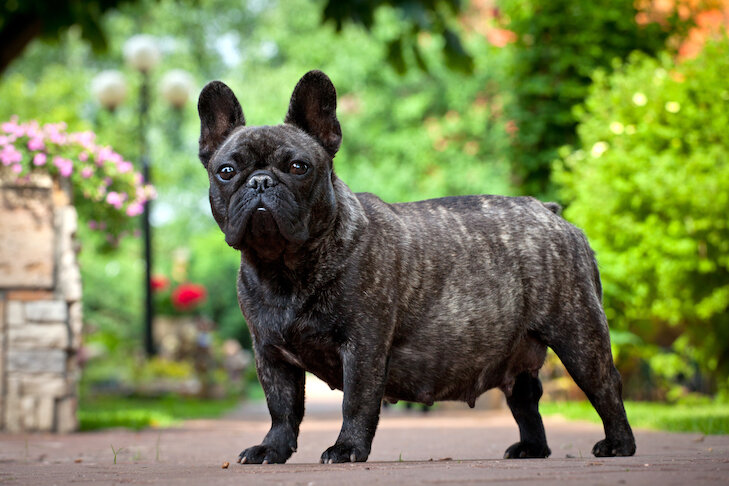 Pregnant-French-Bulldog.jpg